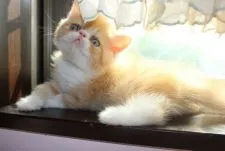 エキゾチックショートヘア【静岡県・男の子・2017年9月1日・シェルカメオマッカレルタビー&ホワイト】の写真2