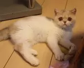 エキゾチックショートヘア【静岡県・女の子・2024年7月7日・ダイリュートキャリコ】の写真2