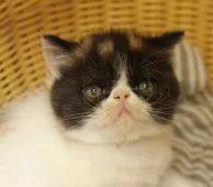 エキゾチックショートヘア【静岡県・女の子・2017年5月21日・キャリコ】の写真2