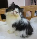 エキゾチックショートヘア【静岡県・男の子・2022年6月1日・ブラック&ホワイト(ロング)】の写真2「８月２５日撮影」