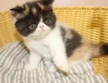 エキゾチックショートヘア【静岡県・女の子・2017年5月21日・キャリコ】の写真3