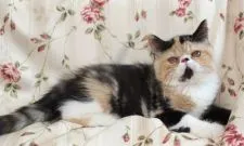 エキゾチックショートヘア【静岡県・女の子・2018年4月19日・シルバーパッチドタビー&ホワイト】の写真3