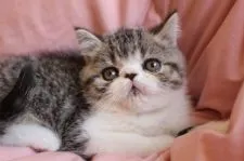 エキゾチックショートヘア【静岡県・男の子・2019年10月2日・ブラウンマッカレルタビー&ホワイト】の写真3