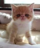 エキゾチックショートヘア【静岡県・男の子・2017年9月1日・シェルカメオマッカレルタビー&ホワイト】の写真4