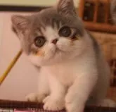 エキゾチックショートヘア【静岡県・女の子・2023年6月10日・ブルーマッカレルタビー&ホワイト】の写真4「9月3日撮影」