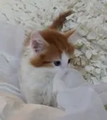 ノルウェージャンフォレストキャット【静岡県・男の子・2015年4月16日・レッドタビー&ホワイト】の写真4