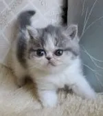 エキゾチックショートヘア【静岡県・女の子・2019年3月15日・ブルータビー&ホワイト】の写真4