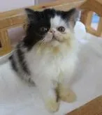 エキゾチックショートヘア【静岡県・男の子・2022年6月1日・ブラック&ホワイト(ロング)】の写真4「８月２５日撮影」