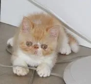 エキゾチックショートヘア【静岡県・男の子・2018年4月12日・シェルカメオマッカレルタビー&ホワイト】の写真5