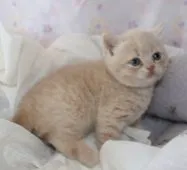 ブリティッシュショートヘア【静岡県・男の子・2016年1月26日・クリームマッカレルタビー】の写真5