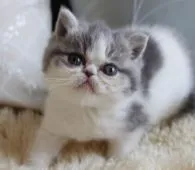 エキゾチックショートヘア【静岡県・女の子・2019年3月15日・ブルータビー&ホワイト】の写真5