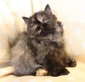 エキゾチックロングヘア【静岡県・女の子・2015年8月8日・トーティシェル】の写真5