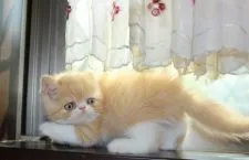 エキゾチックショートヘア【静岡県・男の子・2017年9月1日・シェルカメオマッカレルタビー&ホワイト】の写真5