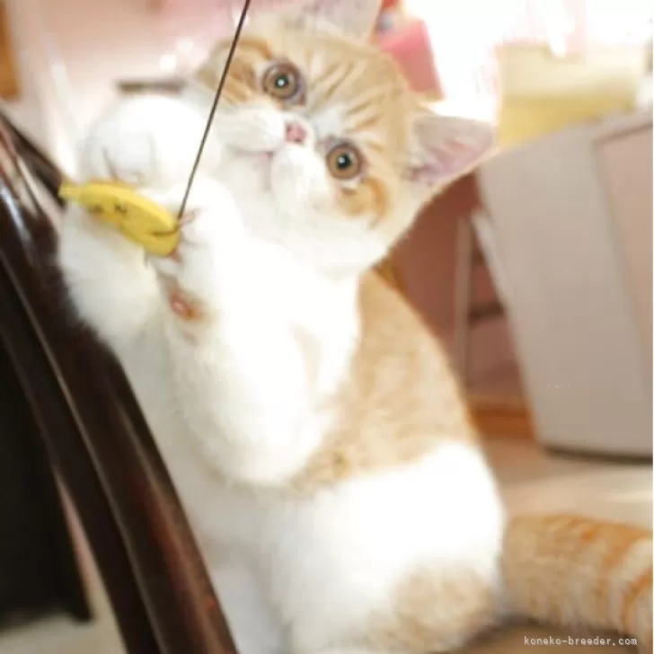 ID:2506-01698の子猫