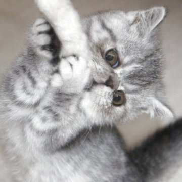 エキゾチックショートヘア【静岡県・男の子・2025年9月10日・シルバースポテッドタビー】の写真「人好きの甘ったれです。」