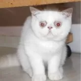 エキゾチックショートヘア【静岡県・男の子・2025年5月5日・クリームポイント&ホワイト】の写真1