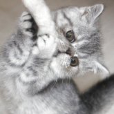 エキゾチックショートヘア