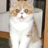 エキゾチックショートヘア