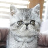 エキゾチックショートヘア