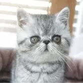 エキゾチックショートヘア