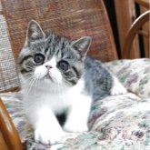 エキゾチックショートヘア