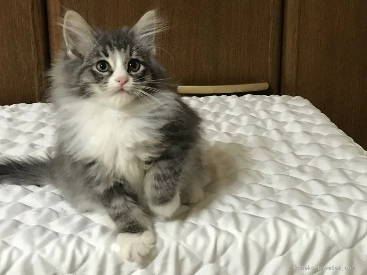 ID:1910-01711の子猫