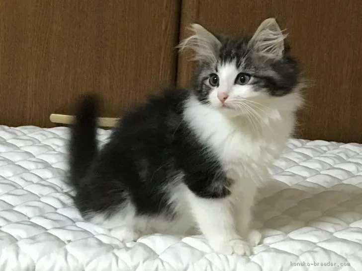ID:1910-01710の子猫