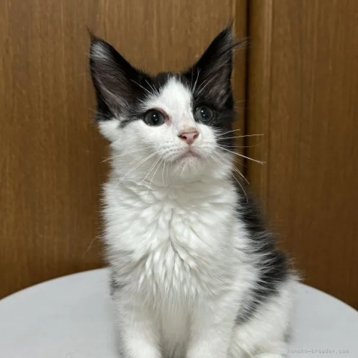 ID:2306-03199の子猫