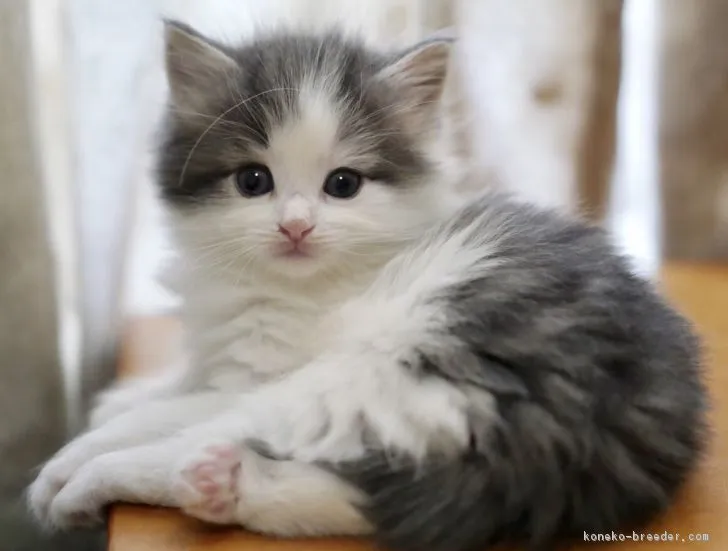 ID:1710-01312の子猫