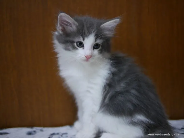 ID：1709-00580の子猫