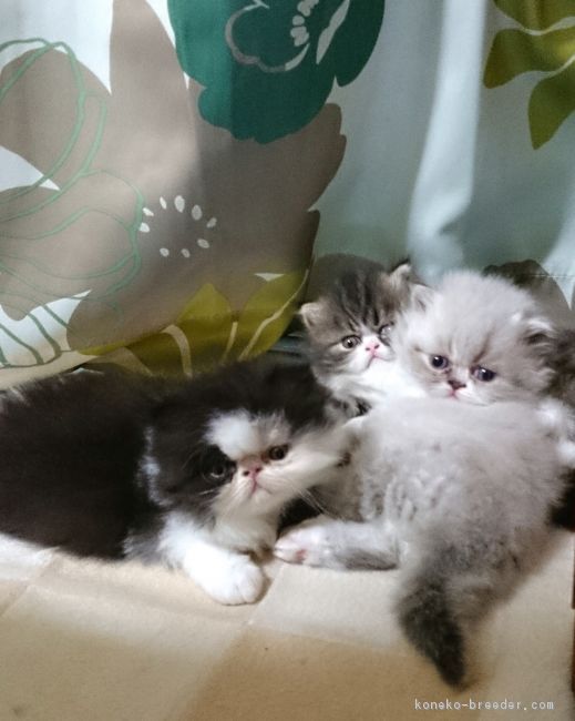 よちよち、うるうるお目目でせまってきたら胸キュンですね｜日下　修子(くさか　しゅうこ)ブリーダー(岡山県・エキゾチックロングヘアなど・ACC登録)の紹介写真2