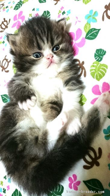 白いソックスはいています。｜日下　修子(くさか　しゅうこ)ブリーダー(岡山県・エキゾチックロングヘアなど・ACC登録)の紹介写真3