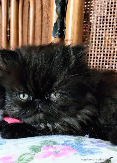 haruhiko 様のお迎えした子猫