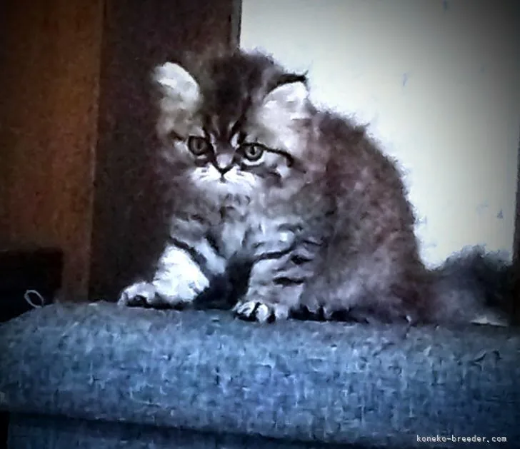 ID：2107-02603の子猫