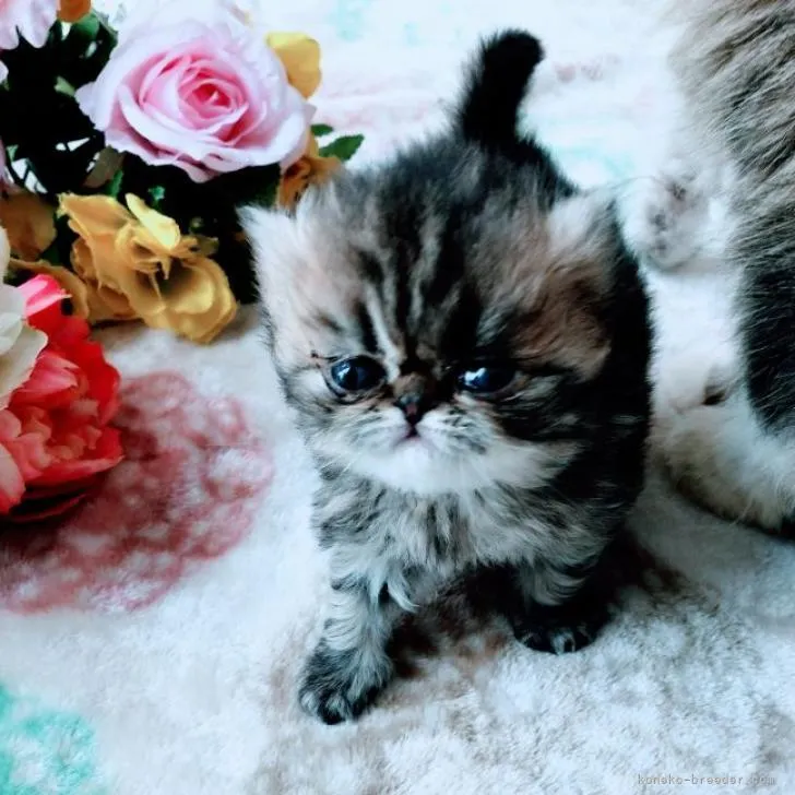 mika 様のお迎えした子猫