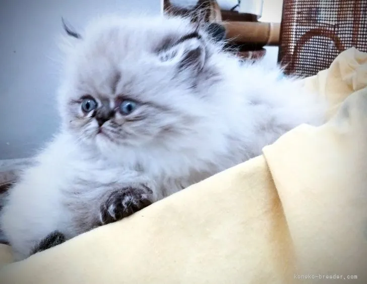 ID：2111-00215の子猫