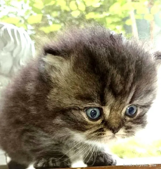 ID:1708-00087の子猫