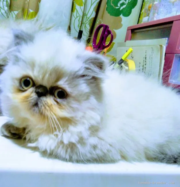ID:1812-00005の子猫