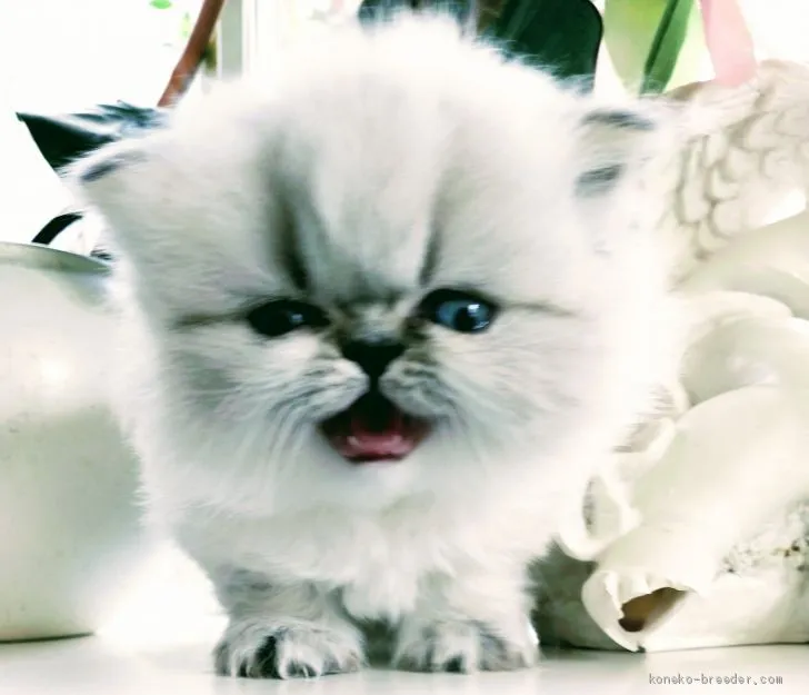 ID:2002-00521の子猫
