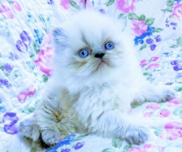 ペルシャ【岡山県・女の子・2021年5月11日・シルバーポイントバイカラー（フワフワ長毛）】の写真「ペルシャ系エキゾチック種。優秀血血統、ブリーダー直」