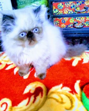 エキゾチックロングヘア【岡山県・男の子・2018年10月22日・シルバーポイントバイカラー（エキゾチック（長毛））】の写真「節分迄3万円お値引❣可愛さ、人懐こさ100点満点❣」