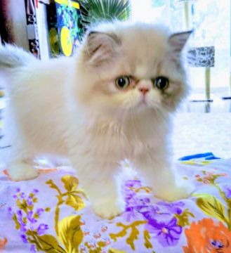 エキゾチックロングヘア【岡山県・女の子・2018年7月1日・白毛。シールポイント（豊かな長毛）】の写真「癒される手触り。足元に来てじゃれつく子猫です！」