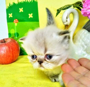 エキゾチックロングヘア【岡山県・女の子・2021年8月31日・シルバーホワイトバイカラー（ふわふわ長毛）】の写真「はなぺちゃブルーの瞳の元気な甘えんぼうちゃんです。」