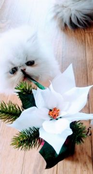 エキゾチックロングヘア【岡山県・男の子・2021年9月28日・シルバーポイントバイカラー（ふんわり長毛）】の写真「愛らしいピンクの口元
！可愛い甘えん坊ちゃん。」