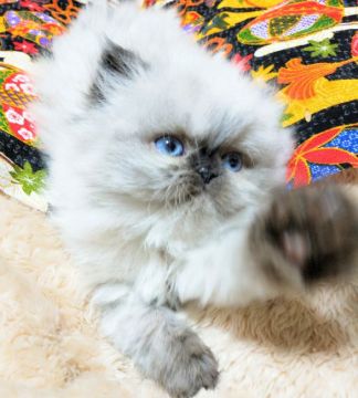 エキゾチックロングヘア【岡山県・男の子・2021年4月8日・シルバーポイントバイカラー（ふんわり長毛）】の写真「枕の上で眠るぐらい甘えん坊❤元気でお茶目な子猫🐱」