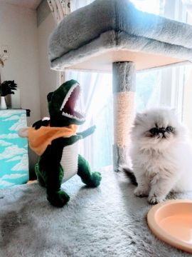 エキゾチックロングヘア【岡山県・男の子・2022年2月13日・シルバーポイントバイカラー（長毛。ふわふわ）】の写真「元気いっぱい♬昇ったり走ったり可愛い盛り😻❤」