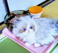 ペルシャ【岡山県・女の子・2018年10月22日・シールポイントバイカラー】の写真2