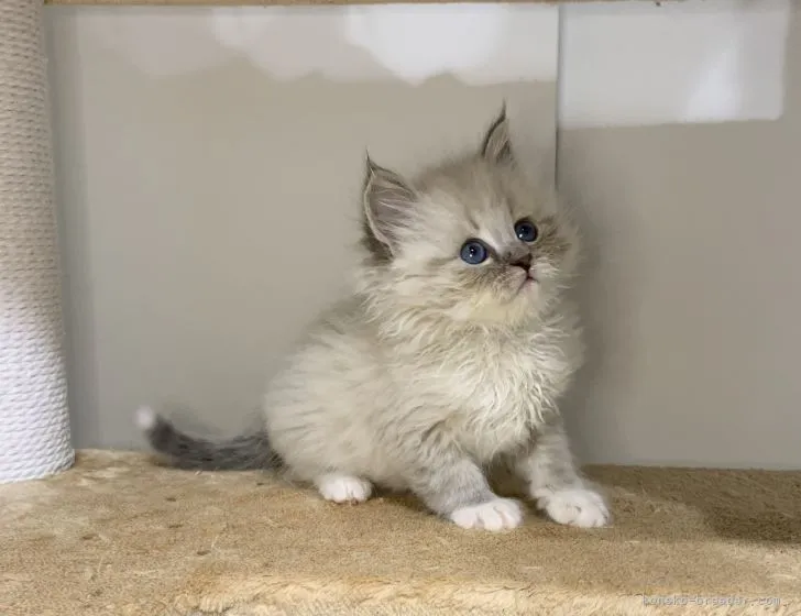 ID：2105-00960の子猫