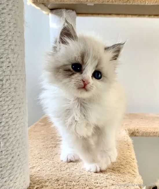 ID：2105-01686の子猫