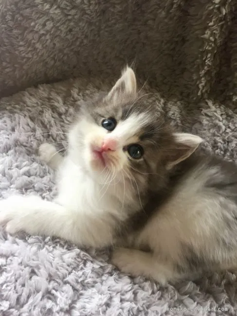 ID：1706-01246の子猫